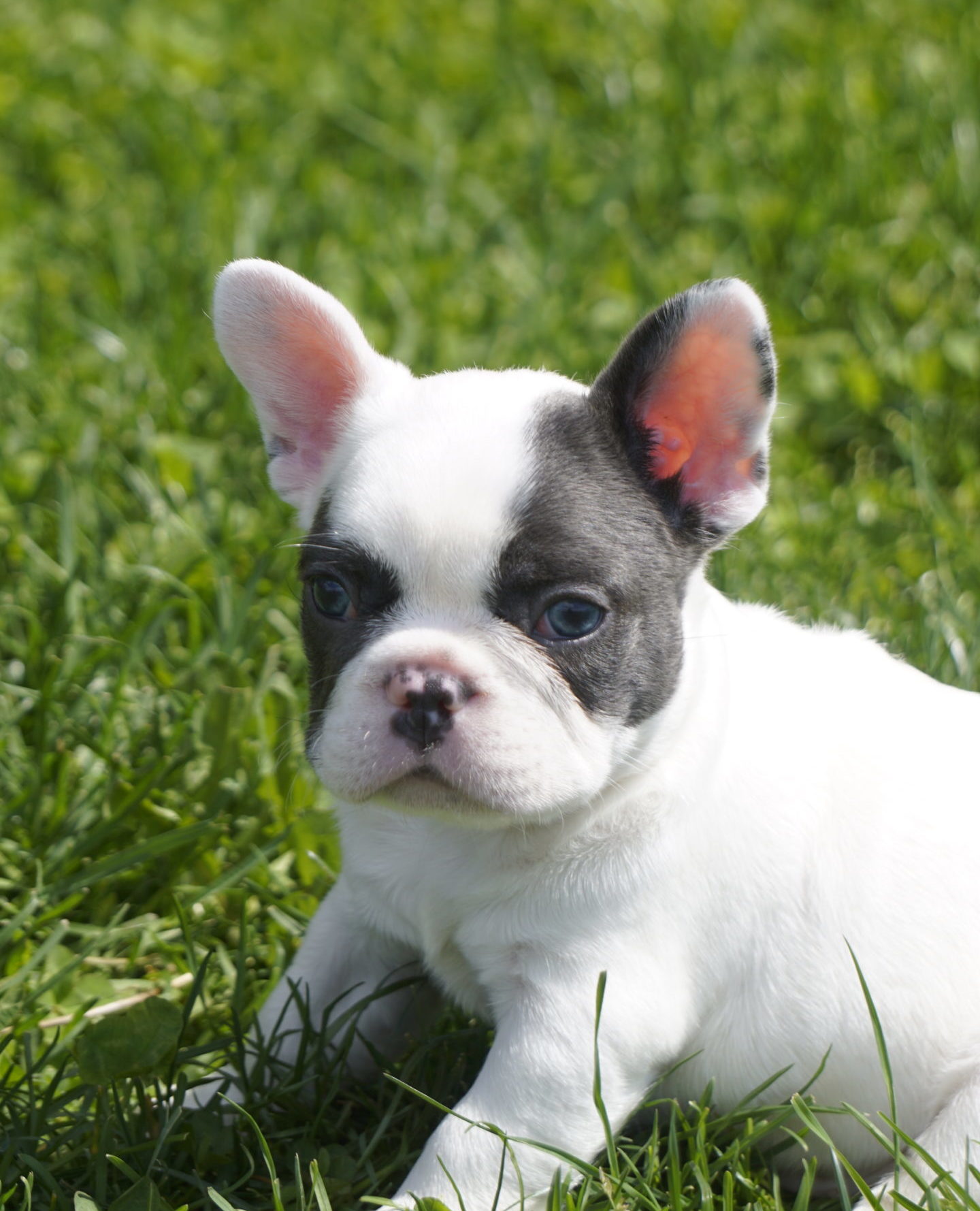 puppies
