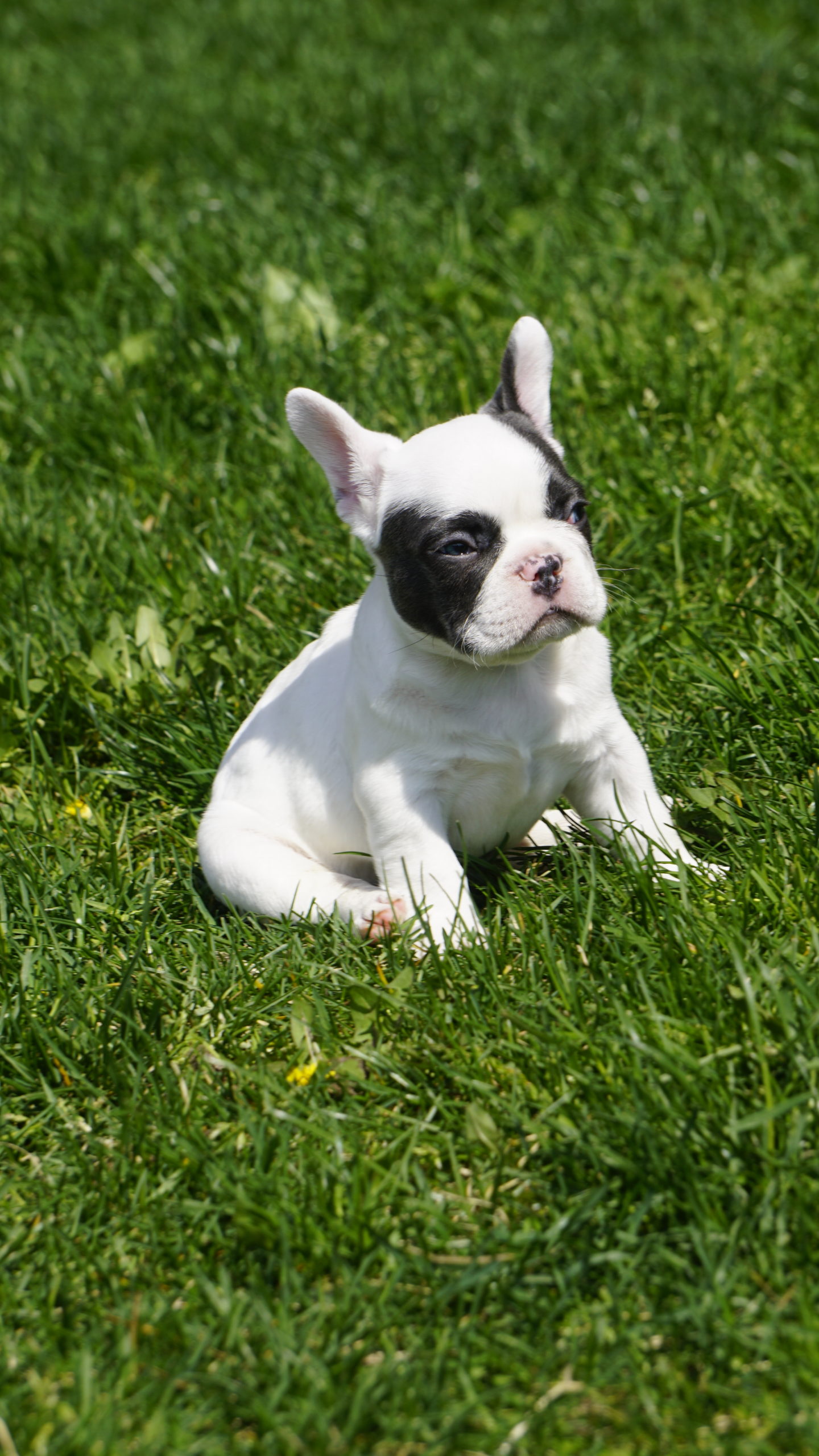 puppies